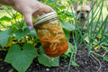 Bread & Butter Pickles